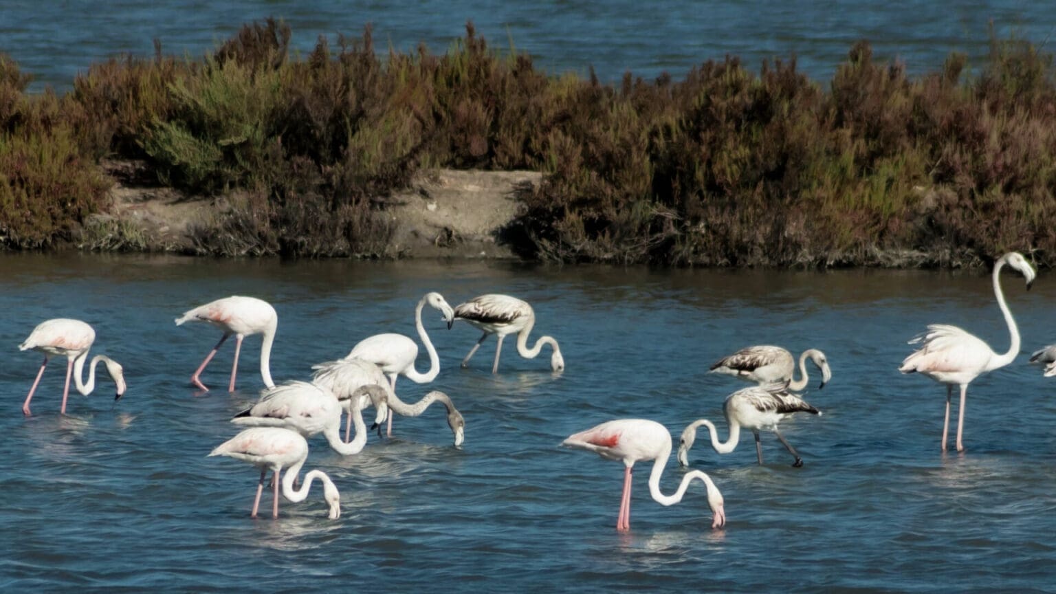 Papel das guardiãs da natureza do Estuário do Sado na conservação do meio rural