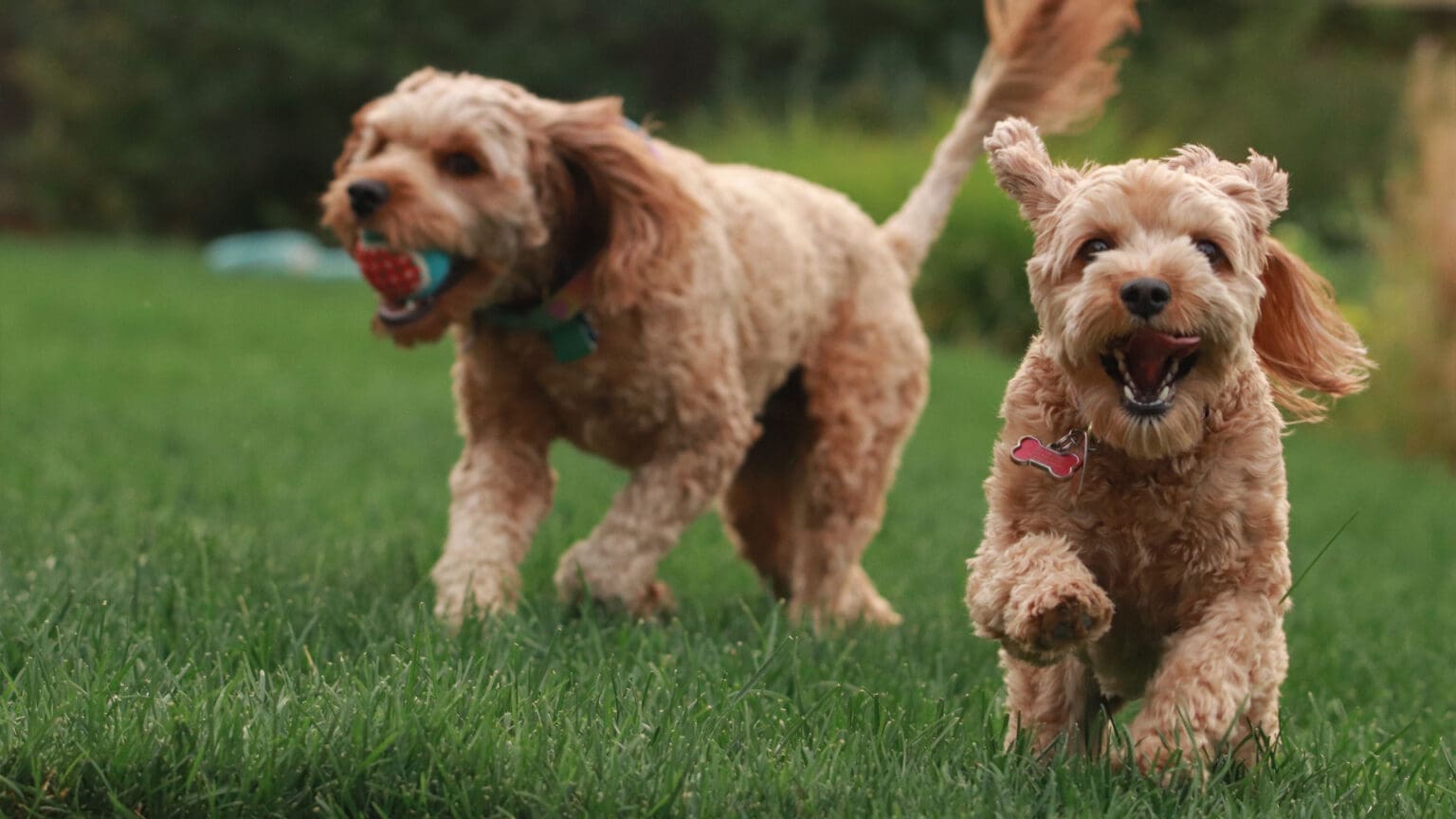Vem aí o Primeiro Parque para Cães em Alcochete