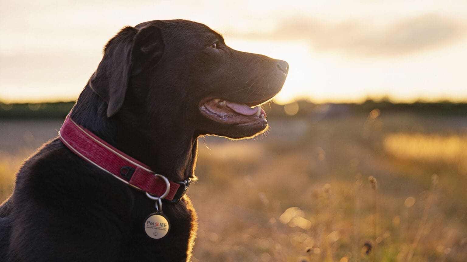 PetMe: A Chapa Inteligente para Encontrar Animais de Estimação Perdidos 1 PetMe: A Chapa Inteligente para Encontrar Animais de Estimação Perdidos