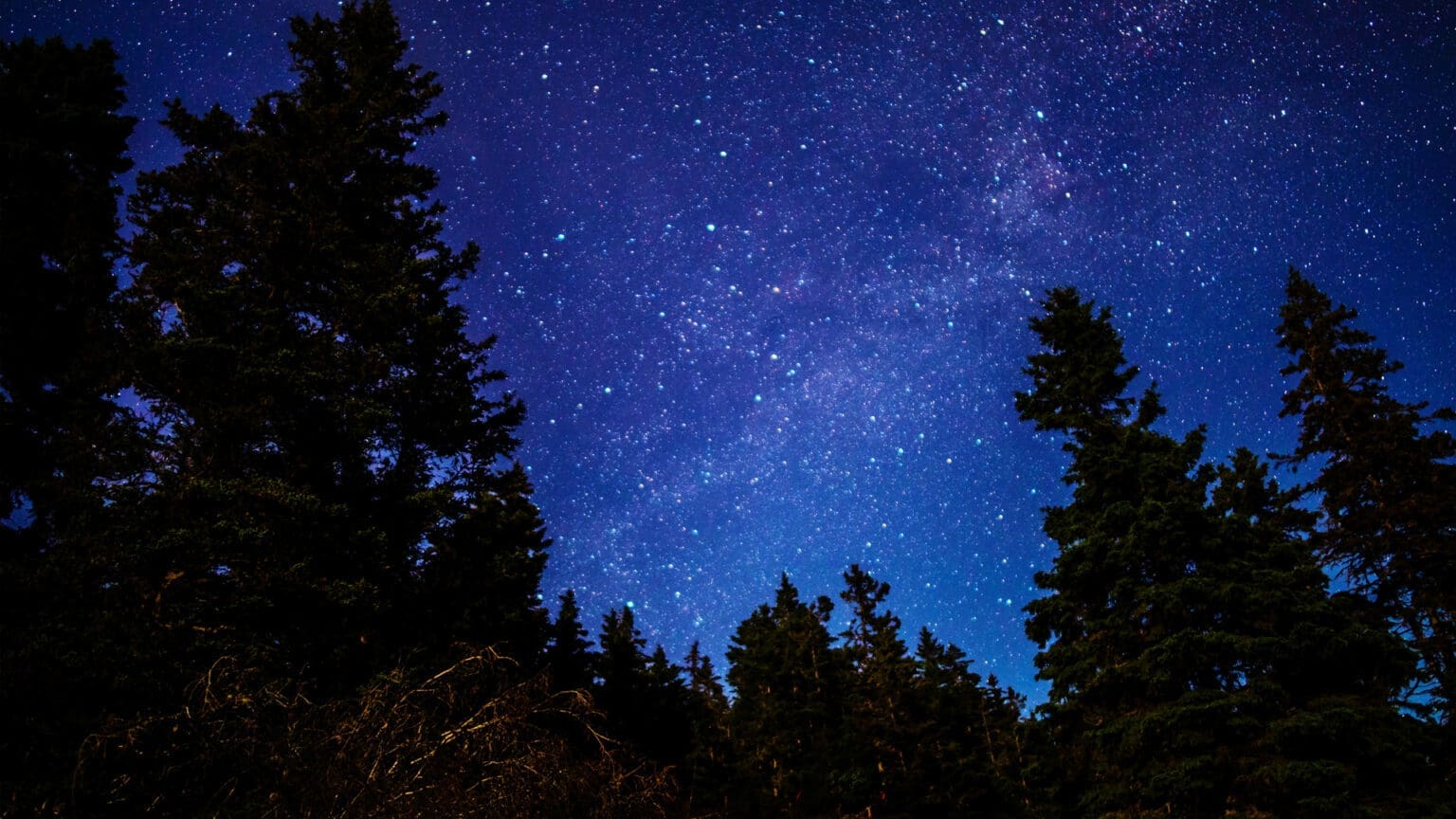Descubra a vida selvagem noturna na Fábrica de Pólvora de Vale de Milhaços 1 Descubra a vida selvagem noturna na Fábrica de Pólvora de Vale de Milhaços