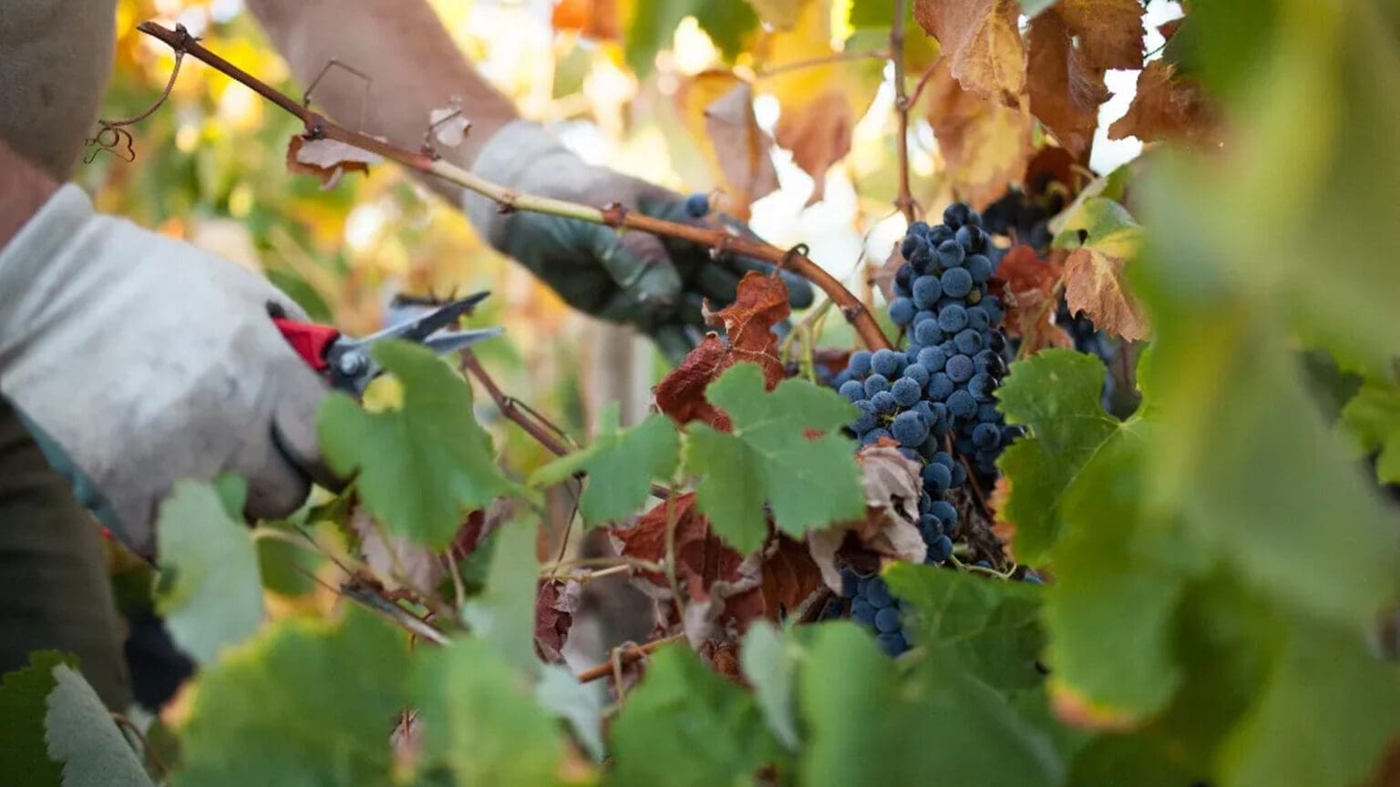 Um Dia de Vindima na Adega de Palmela: Descubra os Encantos do Vinho 1 Um Dia de Vindima na Adega de Palmela: Descubra os Encantos do Vinho