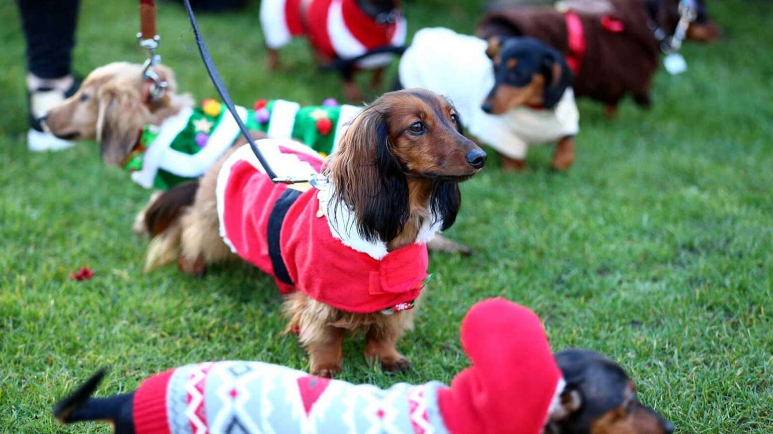 Passeio Solidário de Natal com Animais Abandonados em Seixal 1 Passeio Solidário de Natal com Animais Abandonados em Seixal