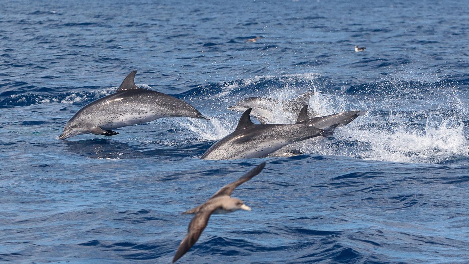 Nasce um Recorde: 6 Novas Crias de Golfinhos Roazes-Corvineiros no Estuário do Sado 1 Nasce um Recorde: 6 Novas Crias de Golfinhos Roazes-Corvineiros no Estuário do Sado