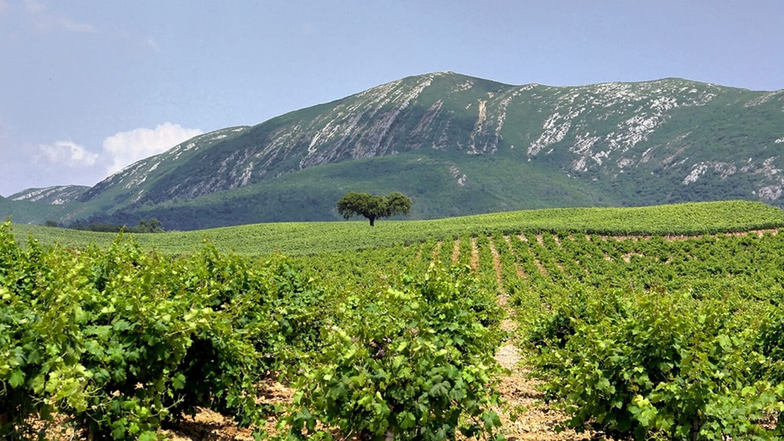 Rota dos Vinhos da Península de Setúbal: Uma Celebração Especial para o Dia da Mãe 1 Rota dos Vinhos da Península de Setúbal: Uma Celebração Especial para o Dia da Mãe