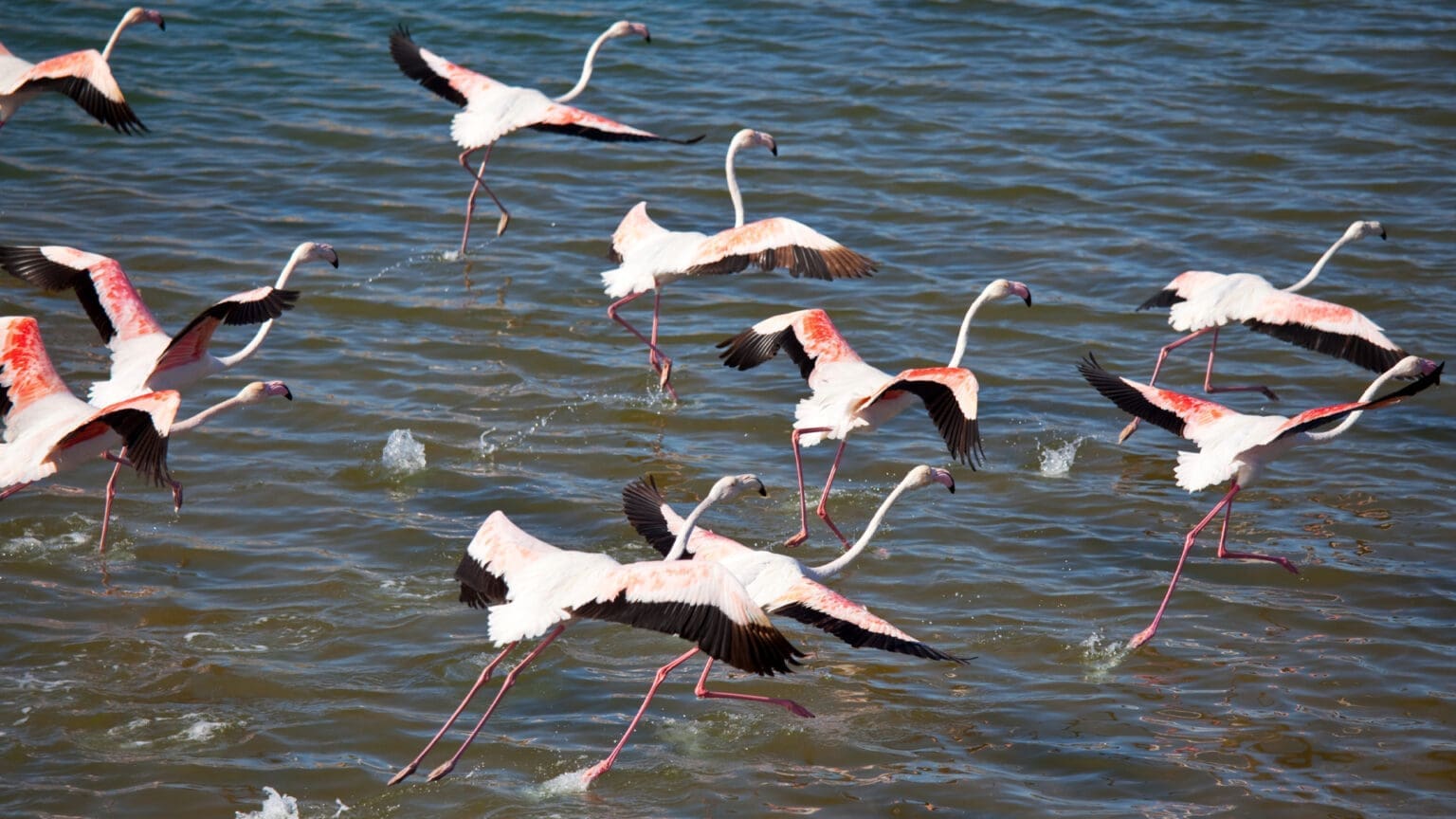 Descubra a Beleza dos Flamingos no Lendário Moinho de Maré de Corroios
