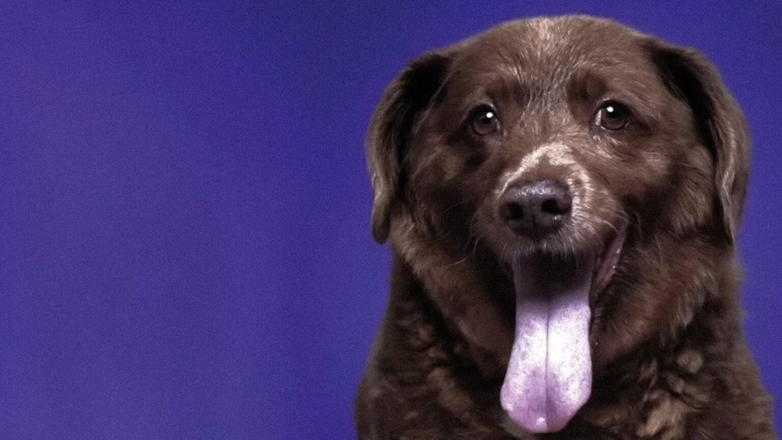 Morto o cão, acabou-se a fúria – a vida de Luiz Pacheco no TMJB 1 Morto o cão, acabou-se a fúria – a vida de Luiz Pacheco no TMJB