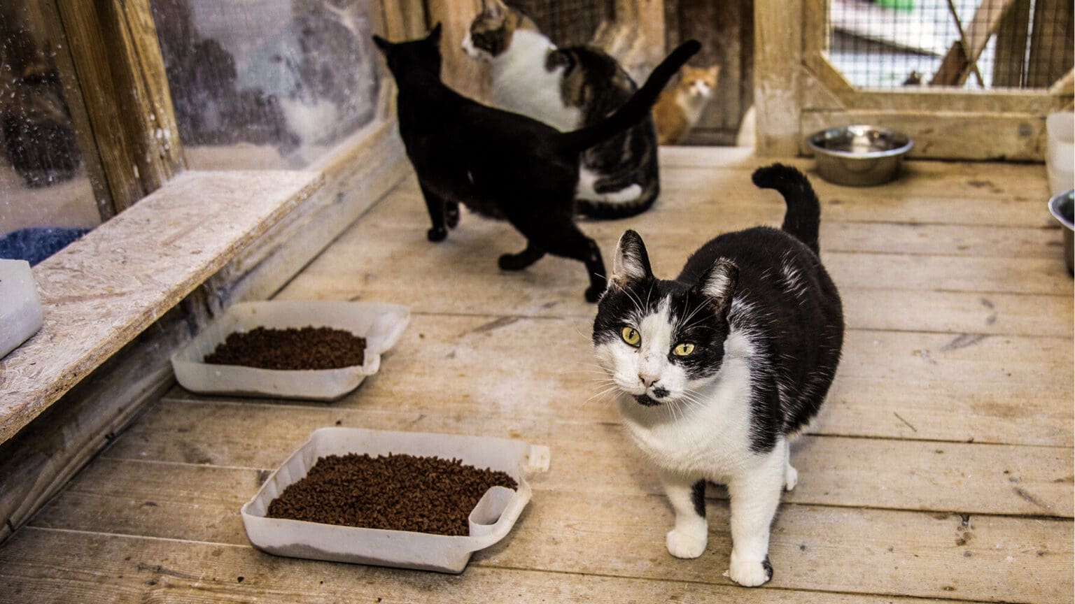 Apoio Municipal Fortalece o Trabalho das Associações de Proteção Animal em Palmela 1 Apoio Municipal Fortalece o Trabalho das Associações de Proteção Animal em Palmela