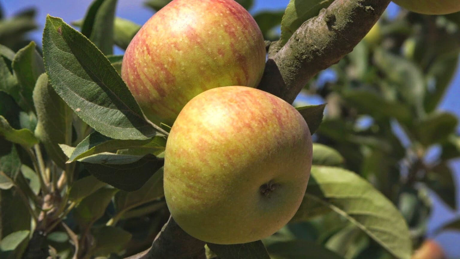 Celebre a Maravilhosa Fruta de Palmela nos Próximos Fins de Semana Gastronómicos 1 Celebre a Maravilhosa Fruta de Palmela nos Próximos Fins de Semana Gastronómicos