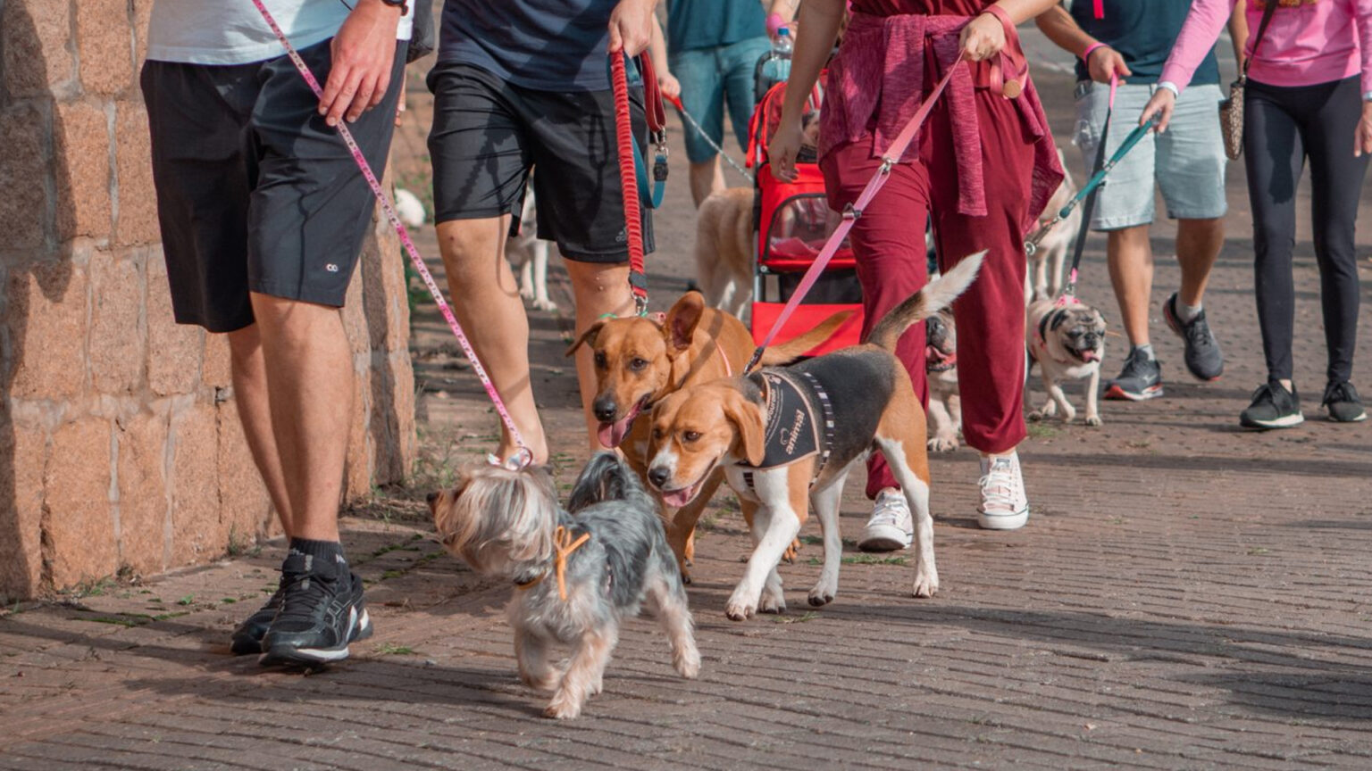 Cãominhada e mercadinho de trocas para celebrar o Dia Mundial do Animal em Setúbal 1 Cãominhada e mercadinho de trocas para celebrar o Dia Mundial do Animal em Setúbal