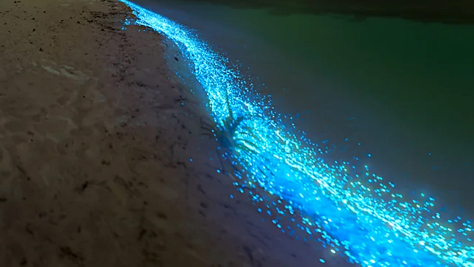 Aproveite este passeio noturno em Setúbal