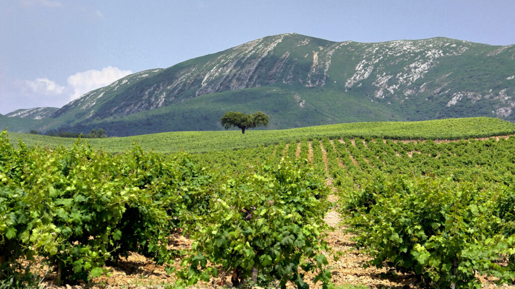 Vinhos de Setúbal