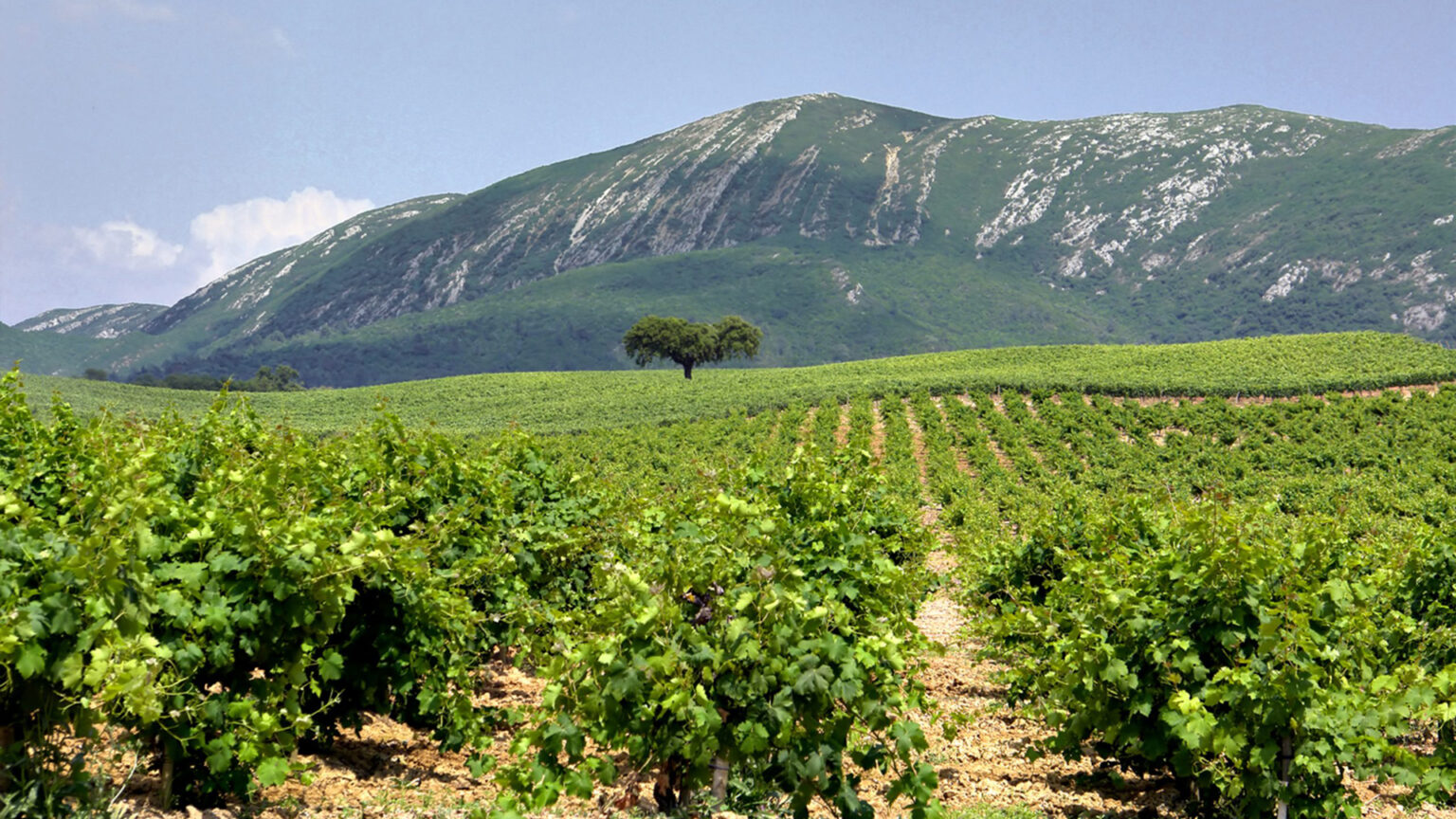 Vinhos de Setúbal conquistam ouro no Concurso Escanções de Portugal