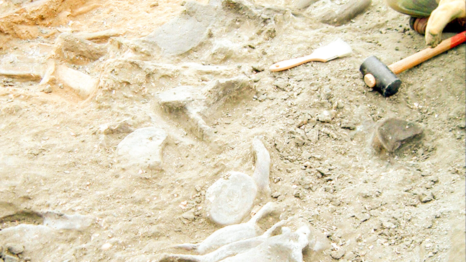 Fósseis descobertos na Praia da Galé, Grândola 1 Fósseis descobertos na Praia da Galé, Grândola